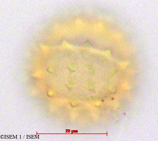ISEM 1/Pentacalia_andicola_29090/Pentacalia_andicola_29090_0003(copy).jpg